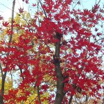 광릉 수목원-(<b>산림</b>박물관- 육림호-습지원)-2