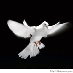 인터넷의 평화를 <b>상징</b>