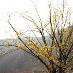 봄의 <b>정령</b>