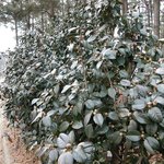 잊혀진 <b>동백</b>76