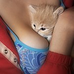 귀여운 <b>애완</b>동물..