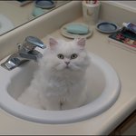 코코에게 <b>새</b> <b>집</b>이 생겼다오!