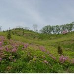경기도 군포시 <b>산본동</b>의 철쭉동산