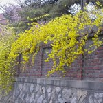 <b>개나리</b>..