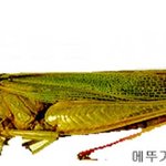 <b>메뚜기</b> 유재석