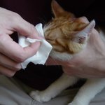 고양이 <b>세수</b> 3탄~!