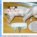 신기한 말티즈 난쟁이 또순이 아이스께끼 ^^