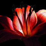 화려한 꽃잎 - <b>red</b> (1)