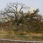 <b>천연</b>기념물 355호 - 전주 삼천동 곰솔