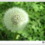 민들레 홀씨
