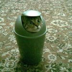 고양이 부대의 <b>신형</b> 전투복?