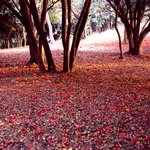 잊혀진 <b>동백</b>77