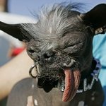 진짜 못났다~세계에서 가장 못생긴 개