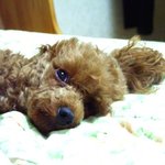 갈색 <b>푸들</b>이~~