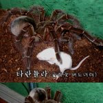 거미가 쥐를 <b>사냥</b>