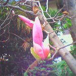 가을 <b>목련</b>꽃