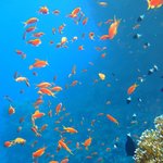 ☆ 귀여운 물고기들(1) ☆