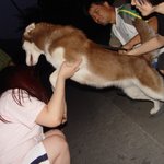 가만히 좀 있어 <b>허스키</b> ^^