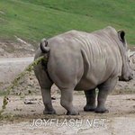 <b>하마</b>의 강력한 포스
