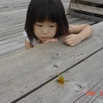 <b>황금</b>잠자리
