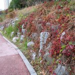 <b>산책로</b>의 가을꽃