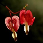 화려한 꽃잎 - <b>red</b> (2)