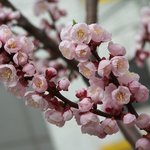 봄맞이 겹 벚꽃의 <b>향연</b>