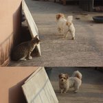 야<b>이</b> <b>강아지</b>야