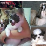 먹쇠킁킁<b>이이</b>와꼼지