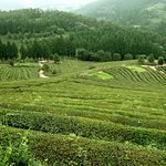 아름다운 곳... <b>보성</b> 녹차밭.. 5