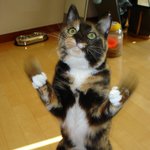 <b>돌돌</b>이 최초의 역동샷~