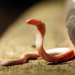 <b>생후</b> 2주된 알비노 코브라