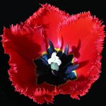 화려한 꽃잎 - <b>red</b> (3)