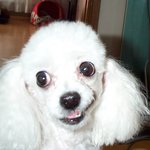 병술년 <b>개띠</b>,비웃음의 대가