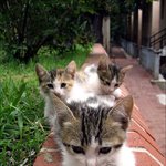 특공 <b>고냥</b>