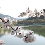 <b>살구꽃</b>3