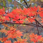 용문산 가을 <b>단풍</b>