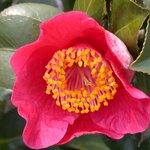 잊혀진 <b>동백</b>18