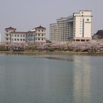 경주 보문<b>호수</b>의 벚꽃