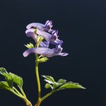 <b>빗살</b>현호색