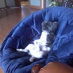 어이 이봐~ 주인~ 가서 <b>리모</b>콘좀 가져와