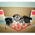 <b>복날</b>에 먹는 김밥