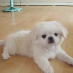<b>귀염둥이</b> 똘이~