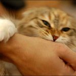 고양이 무는 <b>버릇</b> 고치기