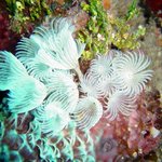 아름다운 바다 <b>생물</b> 01