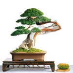 분재 - <b>주목</b> (4)