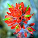 화려한 꽃잎 - <b>red</b> (4)