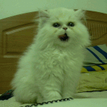 무섭니~~?????????난 <b>사자</b>다