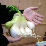 사람 손닮은 무 <b>수확</b>돼