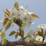 경기 <b>화성</b> 현명 농장의 배꽃 -1